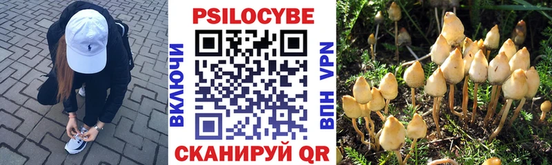 цены   Перевоз  Галлюциногенные грибы Cubensis 